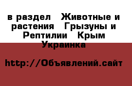  в раздел : Животные и растения » Грызуны и Рептилии . Крым,Украинка